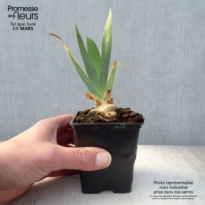 Amostra de Iris germanica Marron Chaud Vaso de 8/9 cm tal como entregue na primavera