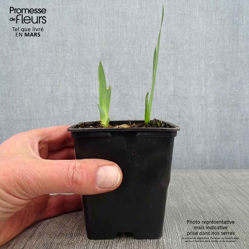 Amostra de Iris germanica Marron Chaud - Iris des Jardins Godet de 8/9 cm tal como entregue no inverno