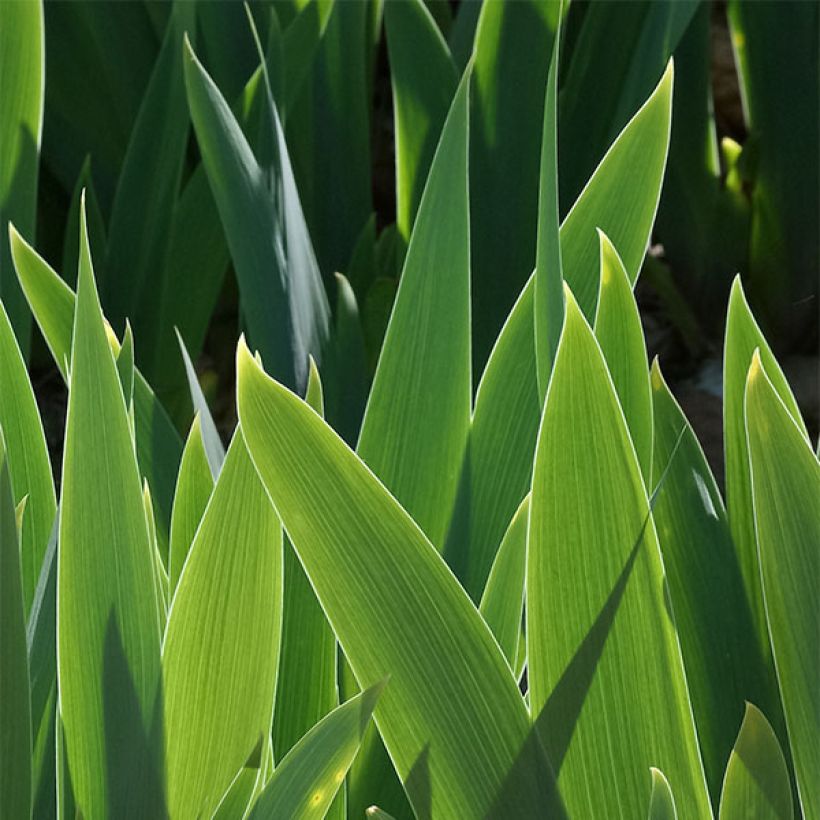 Iris germanica Delicieux Caramel (Folhagem)