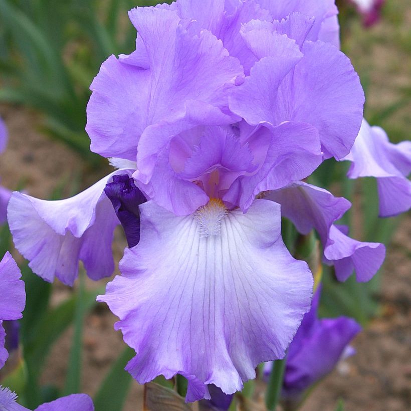 Iris germanica Mary Frances (Floração)