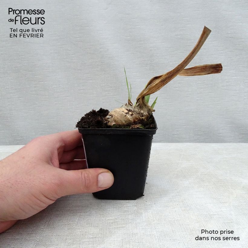 Amostra de Iris germanica Mary Frances Vaso de 8/9 cm tal como entregue no inverno