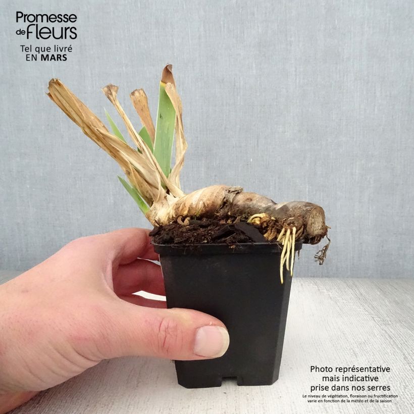 Amostra de Iris germanica Mary Frances Vaso de 8/9 cm tal como entregue na primavera