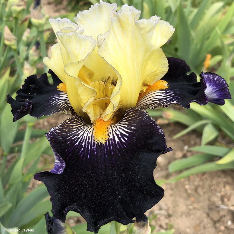 Iris germanica Masque Noir (Floração)