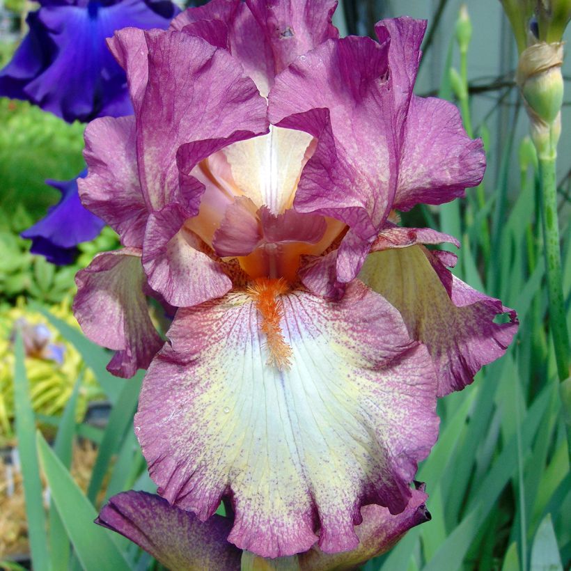 Iris germanica Master Plan (Floração)
