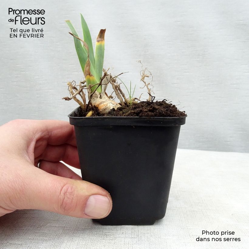 Amostra de Iris germanica Master Plan Vaso de 8/9 cm tal como entregue no inverno