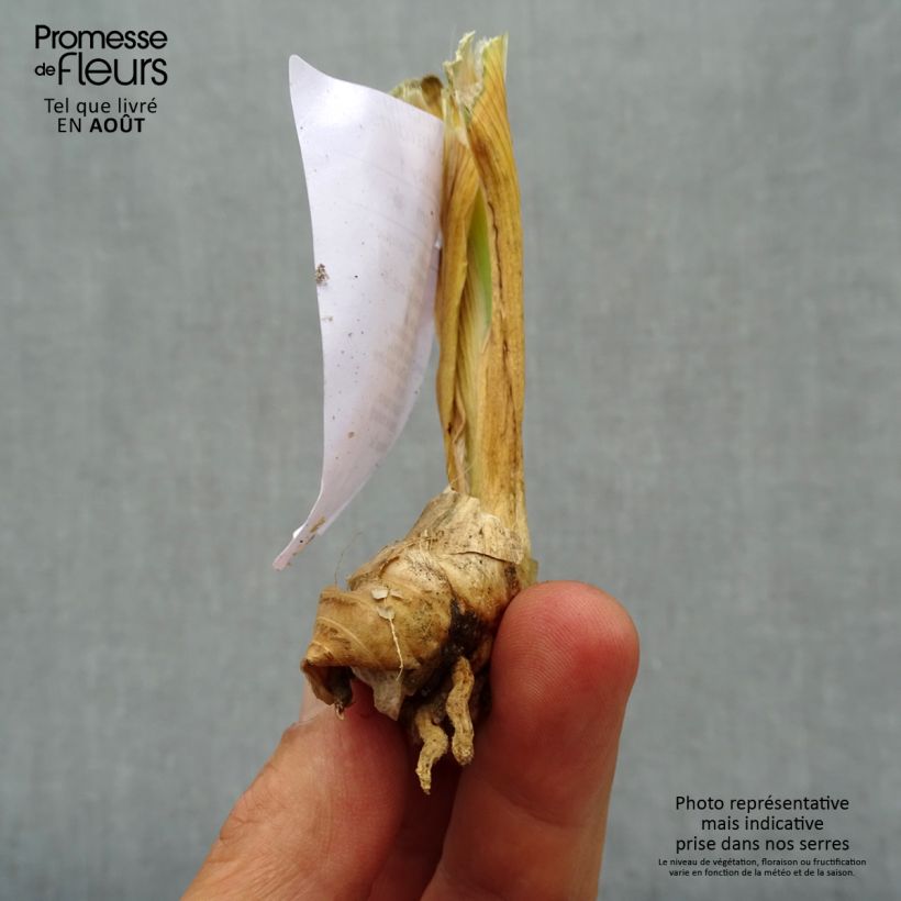 Amostra de Iris germanica Michigan Pride - Iris des Jardins  Godet de 8/9 cm tal como entregue no verão