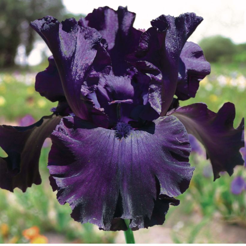 Iris germanica Midnight Revelry (Floração)