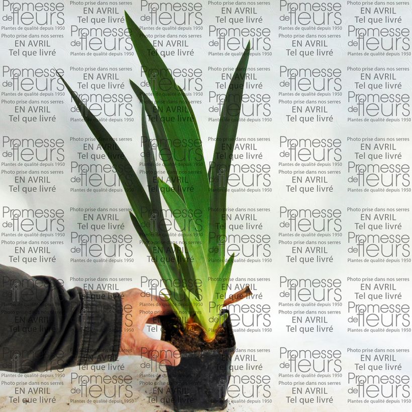 Exemplo de amostra de Iris germanica Millenium Falcon Vaso de 8/9 cm tal como entregue