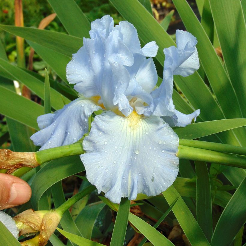 Iris germanica Navajo Jewel (Floração)