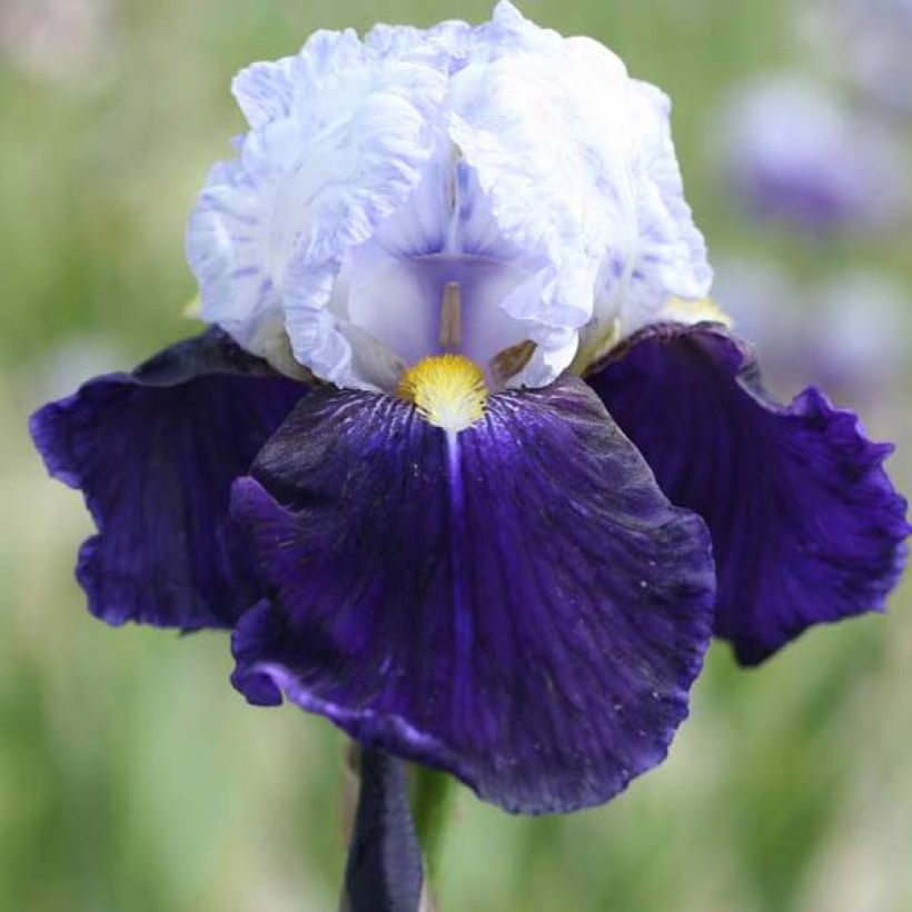 Iris germanica Night Edition (Floração)