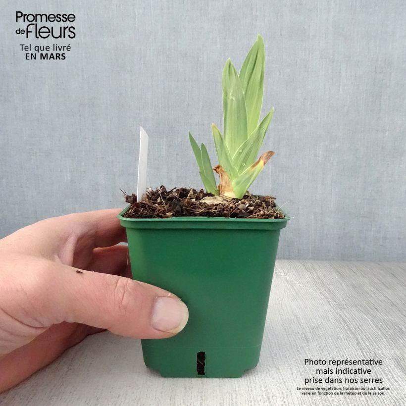 Amostra de Iris germanica Night Edition Vaso de 8/9 cm tal como entregue na primavera