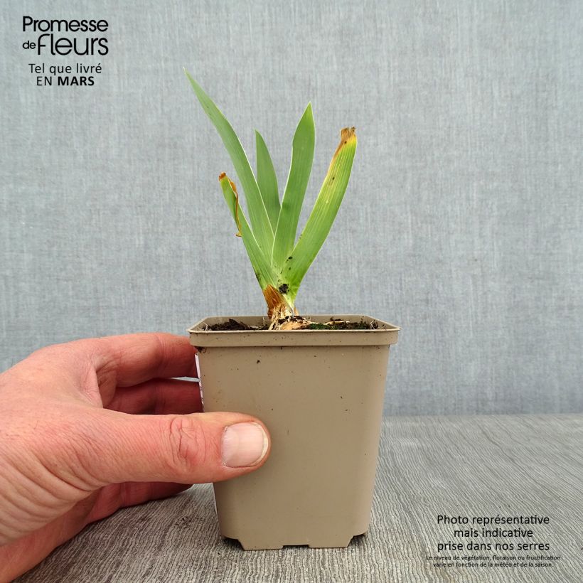 Amostra de Iris germanica Night Edition Vaso de 8/9 cm tal como entregue no inverno