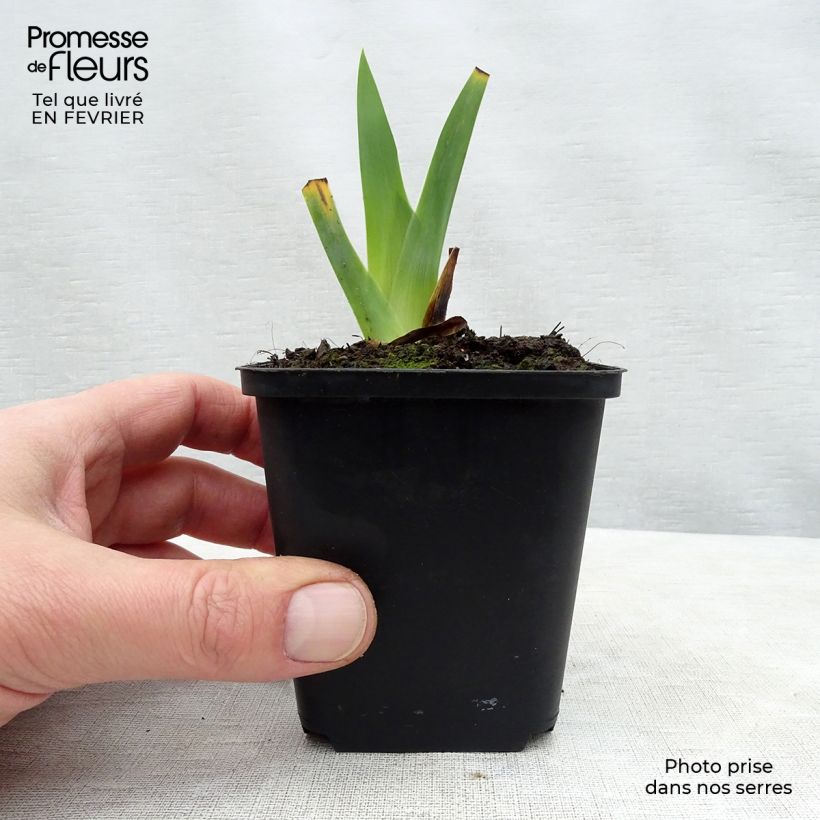 Amostra de Iris germanica Obsidian Vaso de 8/9 cm tal como entregue no inverno