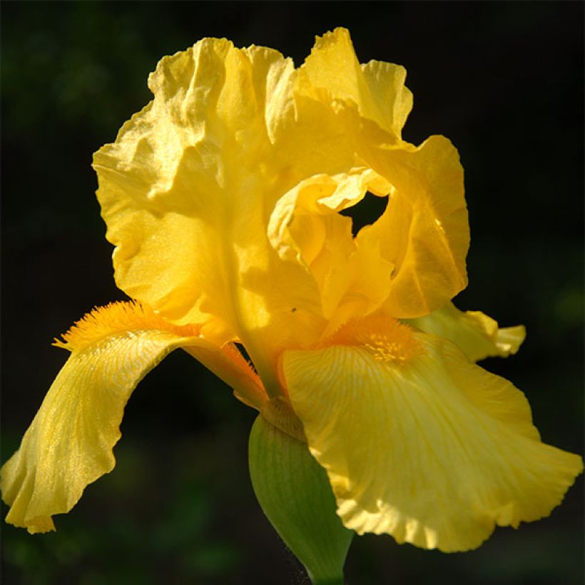 Iris germanica Ola Kala (Floração)