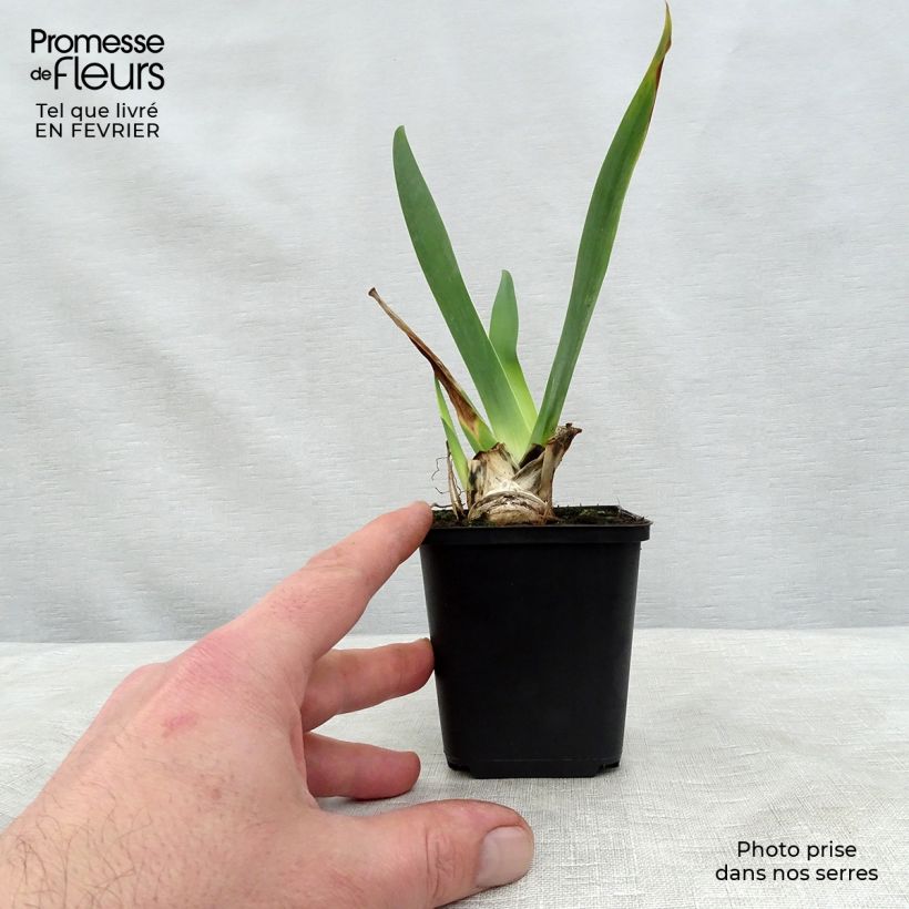 Amostra de Iris germanica Ola Kala Vaso de 8/9 cm tal como entregue no inverno