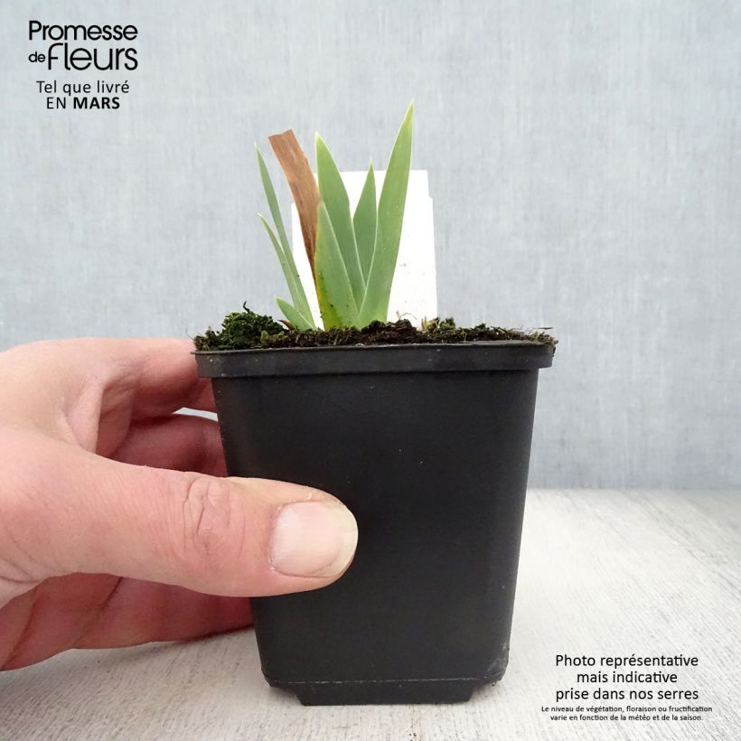 Amostra de Iris germanica Ola Kala Vaso de 8/9 cm tal como entregue na primavera