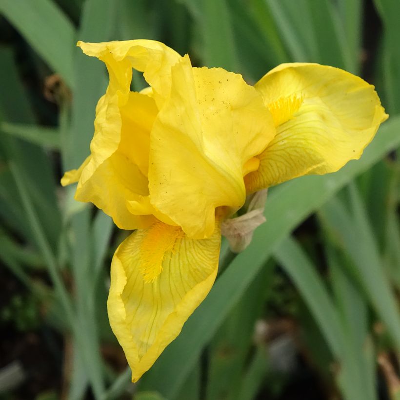 Iris germanica Ola Kala (Floração)
