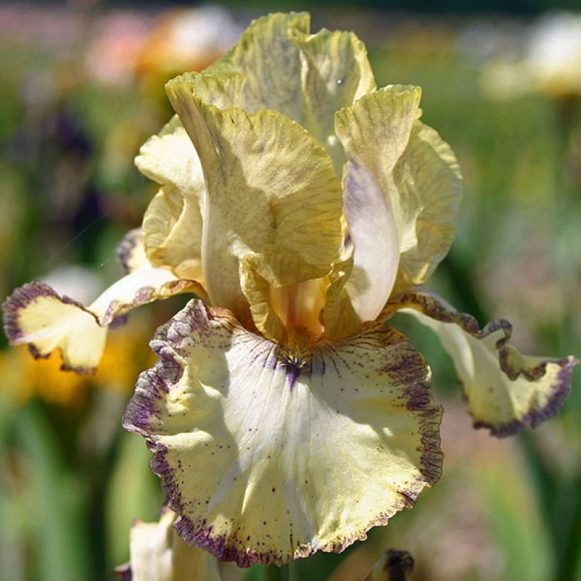 Iris germanica Ominous Stranger (Floração)