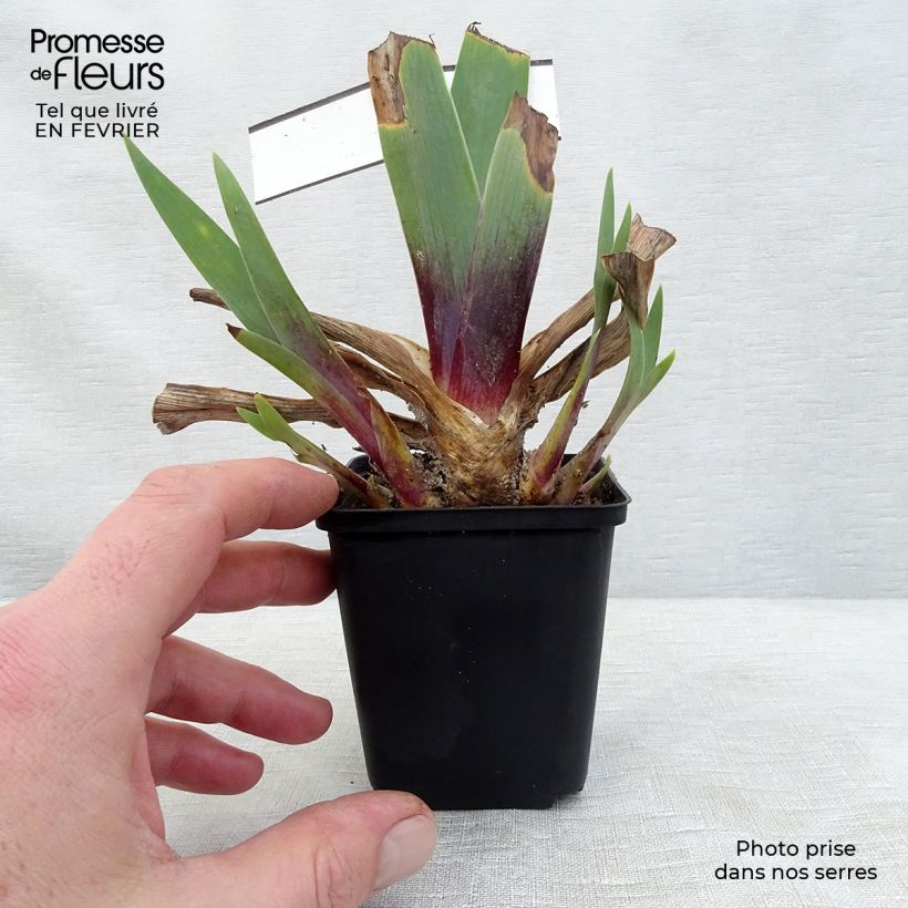 Amostra de Iris germanica Ominous Stranger - Iris des Jardins Vaso de 8/9 cm tal como entregue no inverno