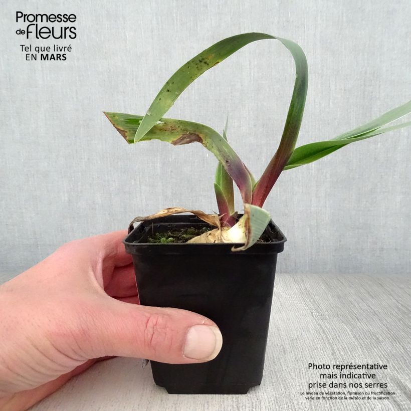 Amostra de Iris germanica Ominous Stranger Vaso de 8/9 cm tal como entregue na primavera