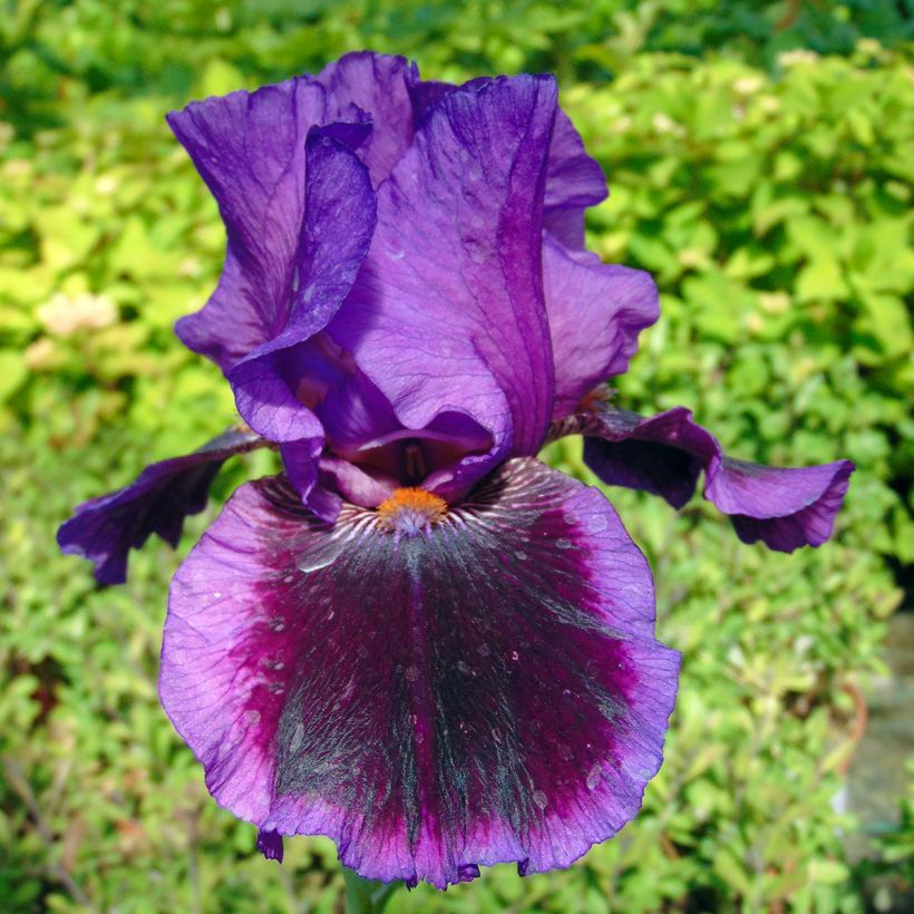 Iris germanica Pagan Dance (Floração)