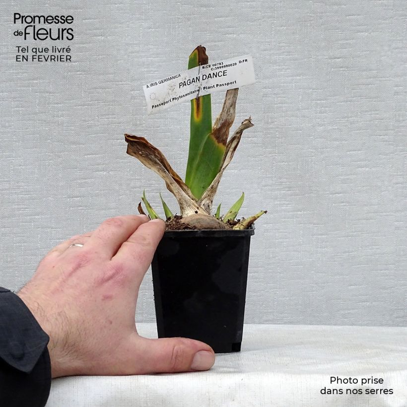 Amostra de Iris germanica Pagan Dance - Iris des jardins Vaso de 8/9 cm tal como entregue no inverno