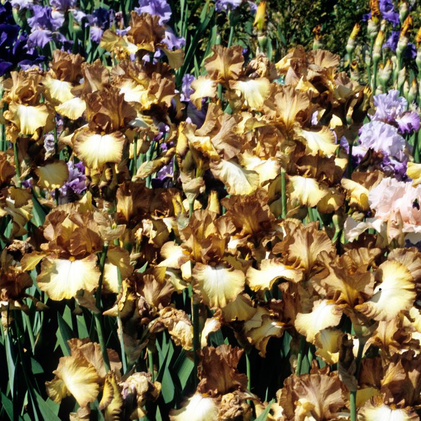 Iris germanica Patina (Hábito)