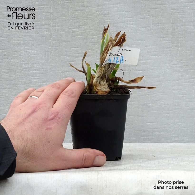 Amostra de Iris germanica Petit Bijou - Iris des Jardins Lilliput Vaso de 8/9 cm tal como entregue no inverno