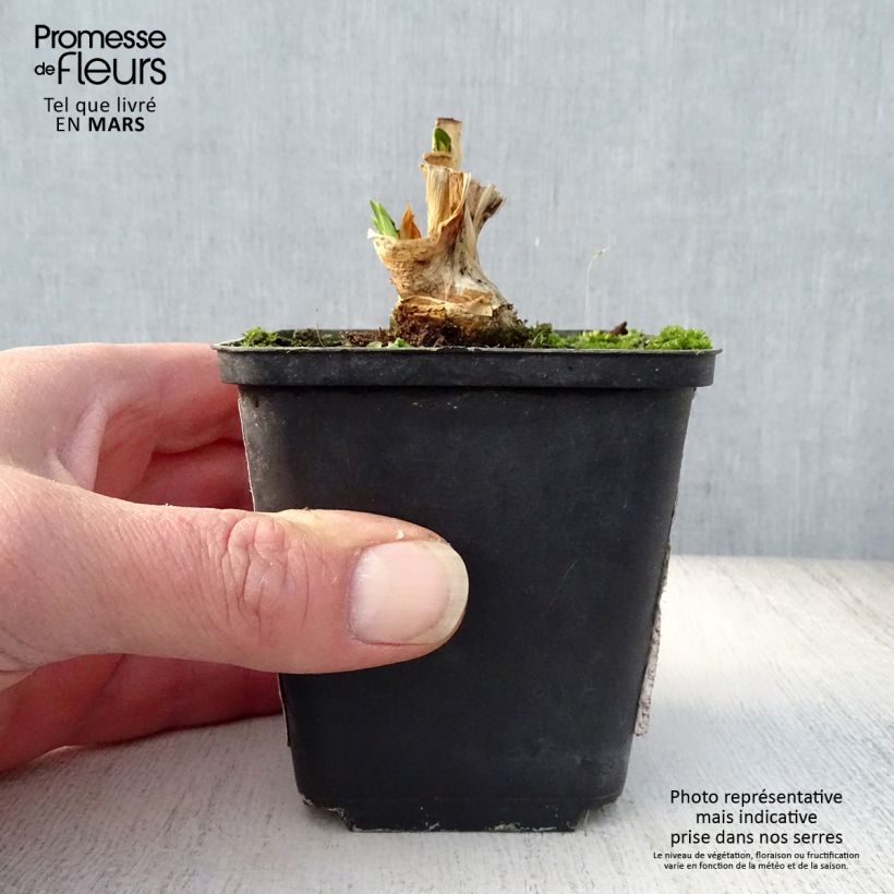 Amostra de Iris germanica Petit Moment - Variegata Reginae - Iris des Jardins intermédiaire Godet de 8/9 cm tal como entregue na primavera