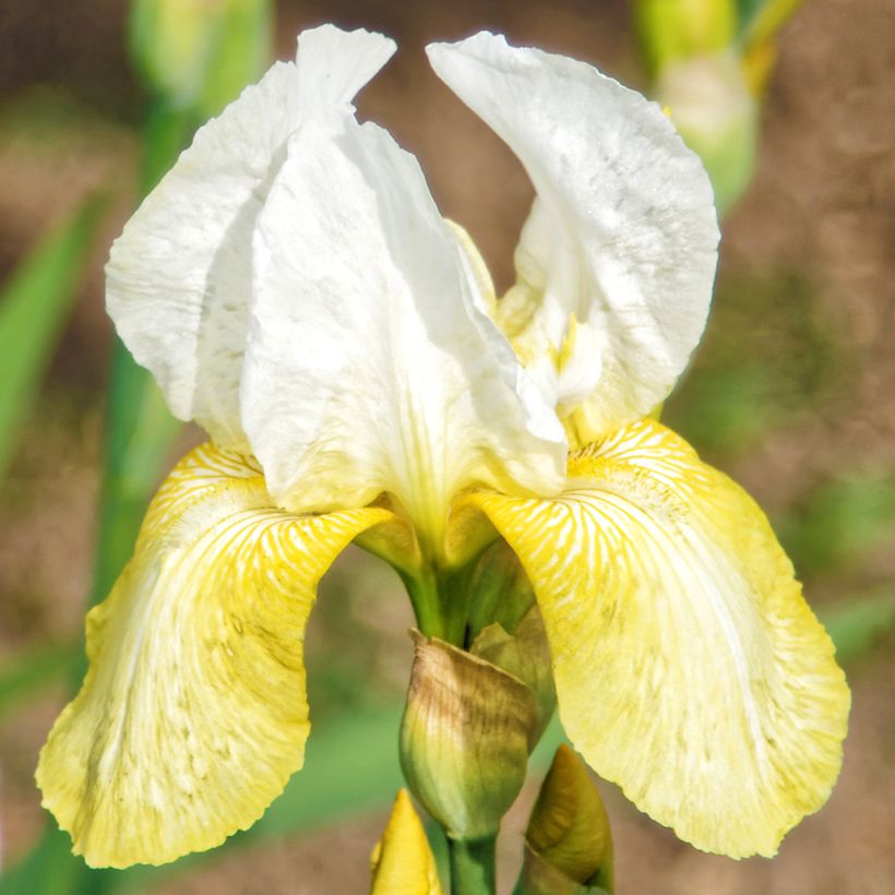 Iris germanica Pinnacle' (Floração)