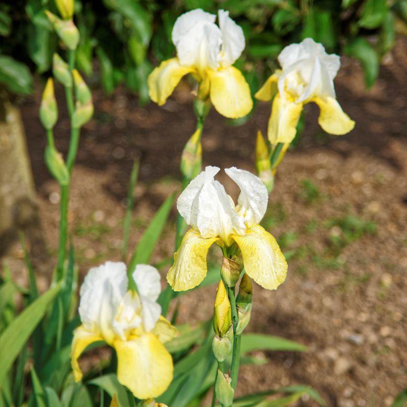 Iris germanica Pinnacle' (Hábito)