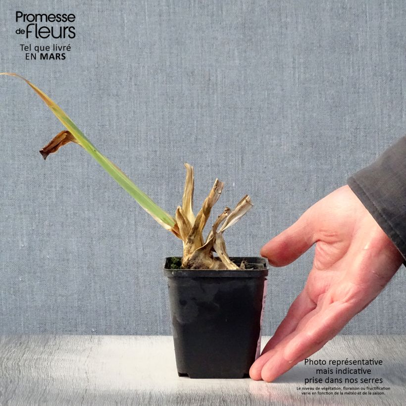 Amostra de Iris germanica Plaisantin Vaso de 8/9 cm tal como entregue na primavera