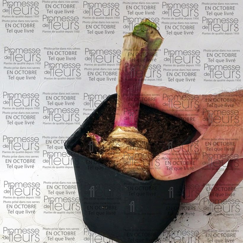 Exemplo de amostra de Iris germanica Play with Fire - Iris des Jardins. Vaso de 8/9 cm tal como entregue