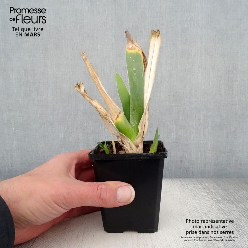 Amostra de Iris germanica Poésie Vaso de 8/9 cm tal como entregue na primavera