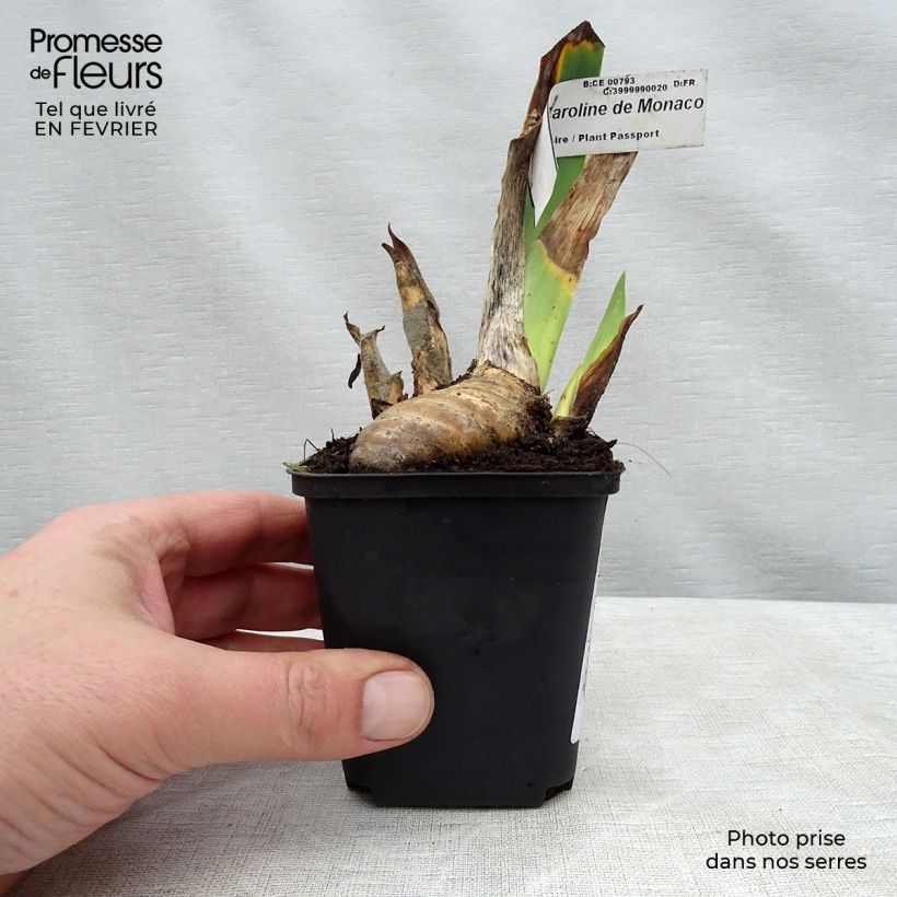 Amostra de Iris germanica Princesse Caroline de Monaco Vaso de 8/9 cm tal como entregue no inverno