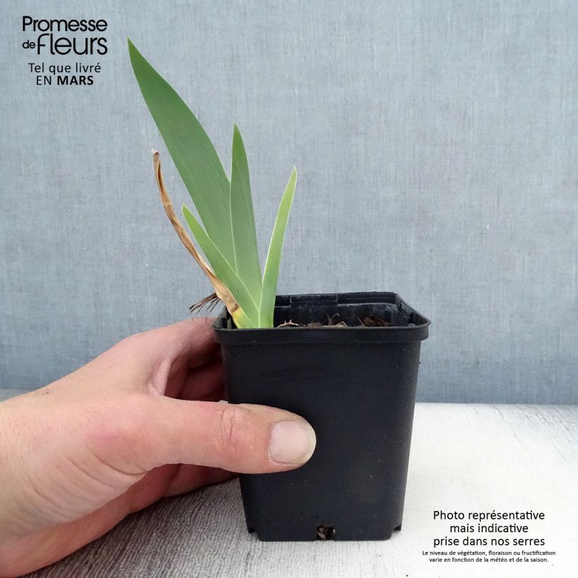 Amostra de Iris germanica Profond Mystère Vaso de 8/9 cm tal como entregue na primavera