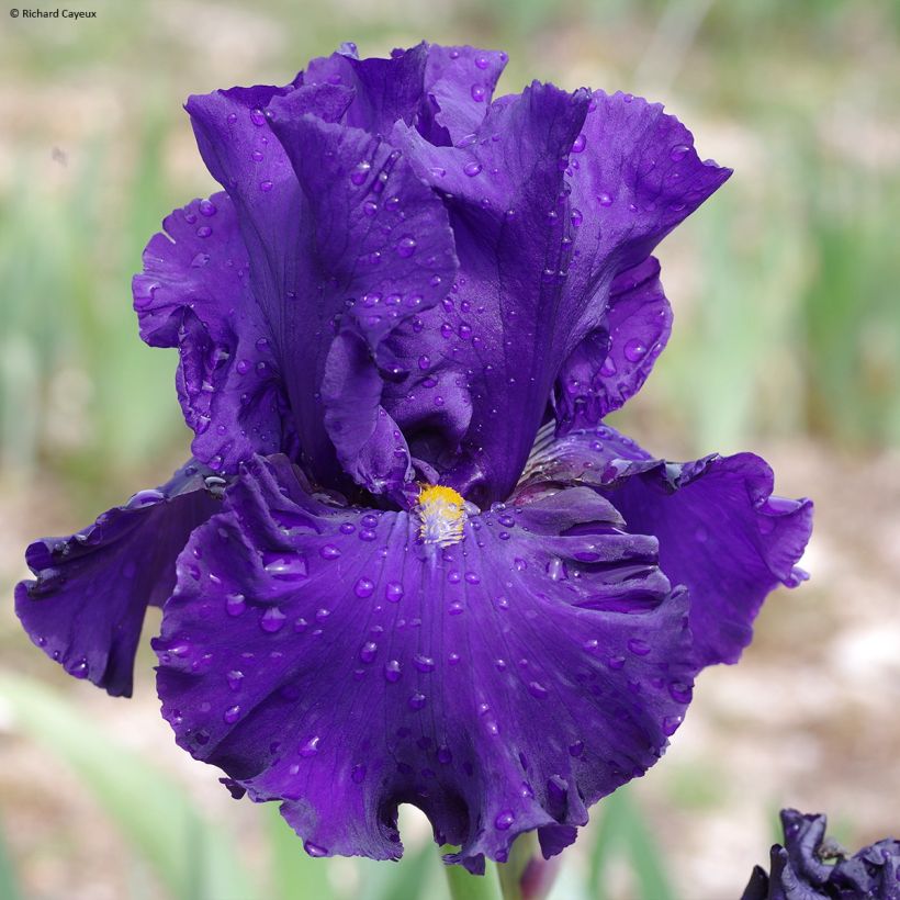 Iris germanica Profond Soupir (Floração)