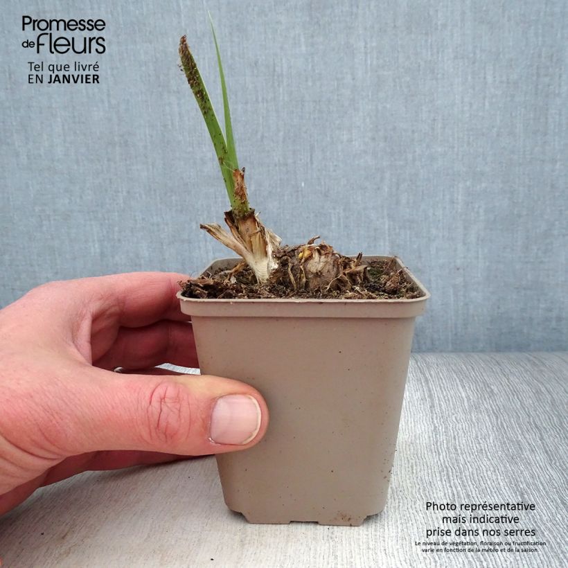 Amostra de Iris germanica Pumpkin Cheesecake - Iris des Jardins Godet de 8/9 cm tal como entregue no inverno