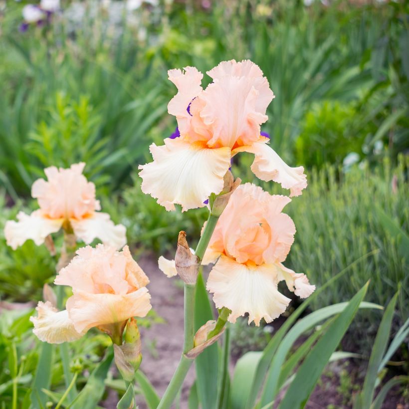 Iris germanica Qualified (Hábito)