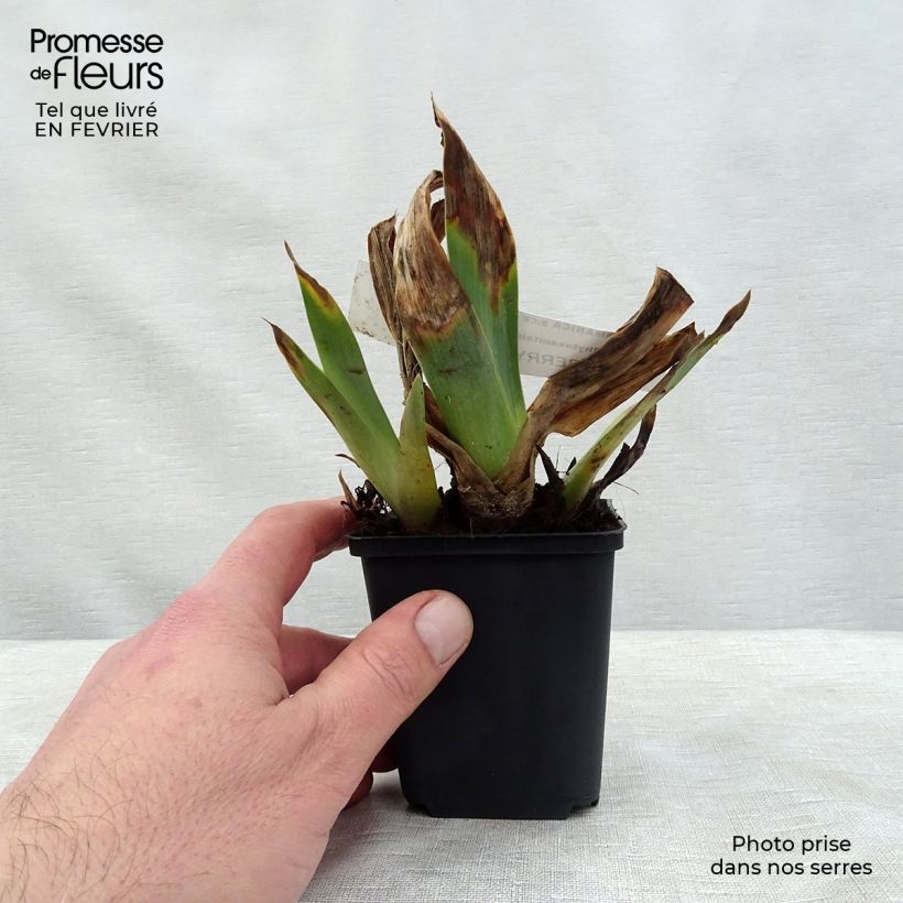 Amostra de Iris germanica Raspberry Silk Vaso de 8/9 cm tal como entregue no inverno