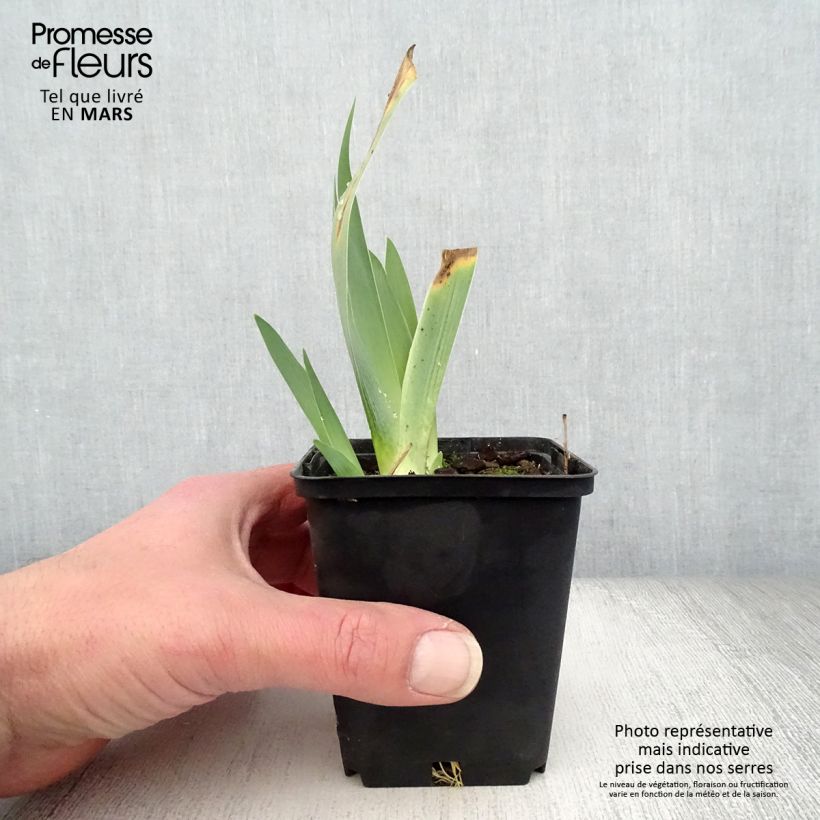 Amostra de Iris germanica Raspberry Silk Vaso de 8/9 cm tal como entregue na primavera