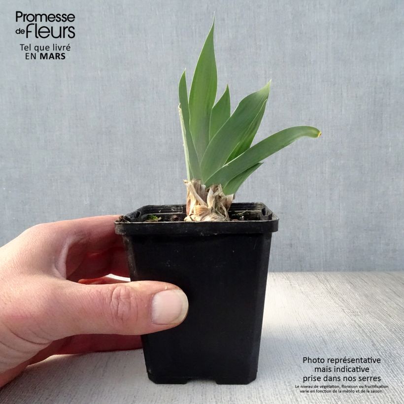 Amostra de Iris germanica Red Orchid Vaso de 8/9 cm tal como entregue na primavera