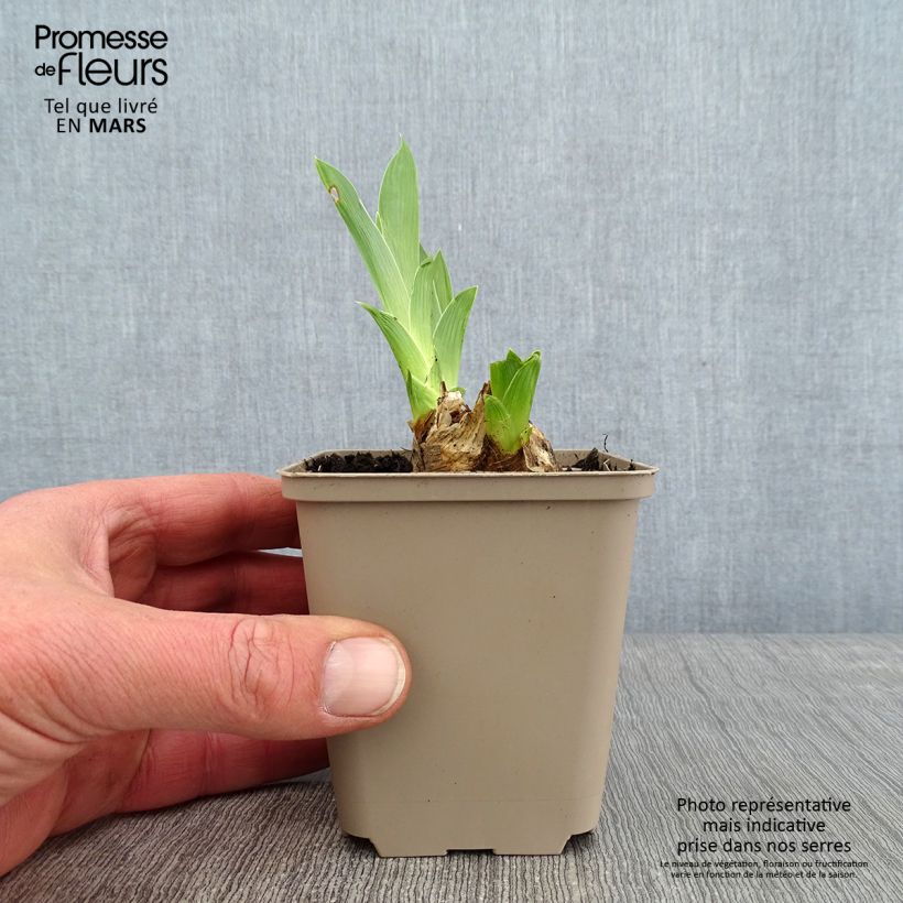 Amostra de Iris germanica Red Orchid - Iris des Jardins Vaso de 8/9 cm tal como entregue no inverno