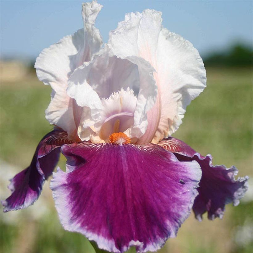 Iris germanica Ringo (Floração)