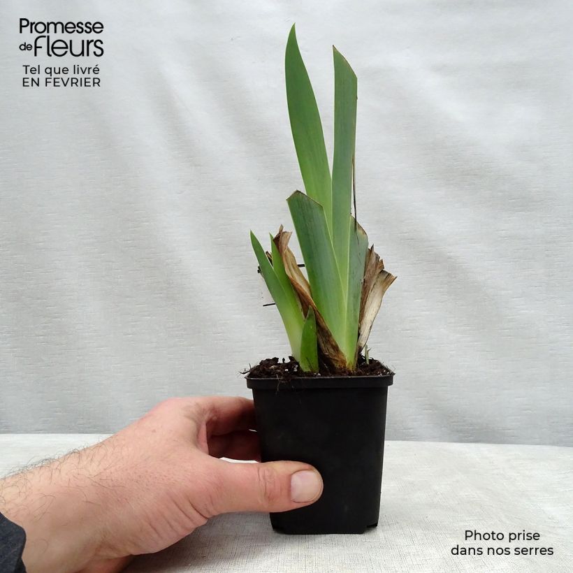 Amostra de Iris germanica Ringo - Louise Emma - Iris des Jardins Vaso de 8/9 cm tal como entregue no inverno