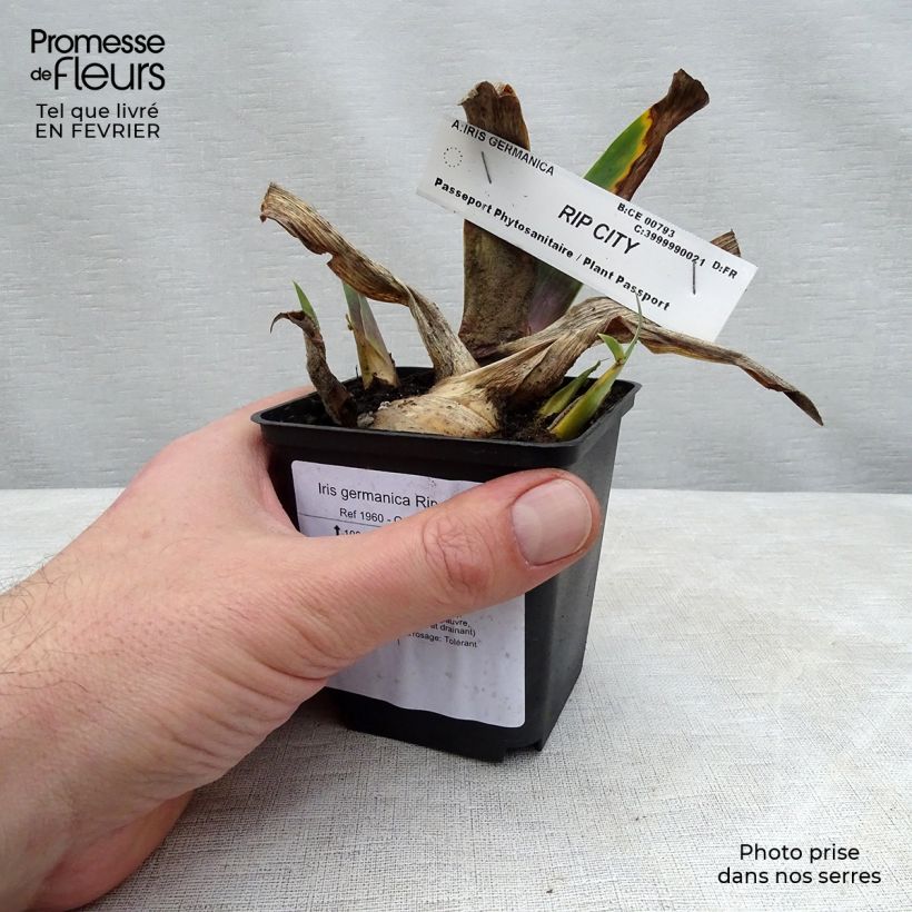 Amostra de Iris germanica Rip City Vaso de 8/9 cm tal como entregue no inverno