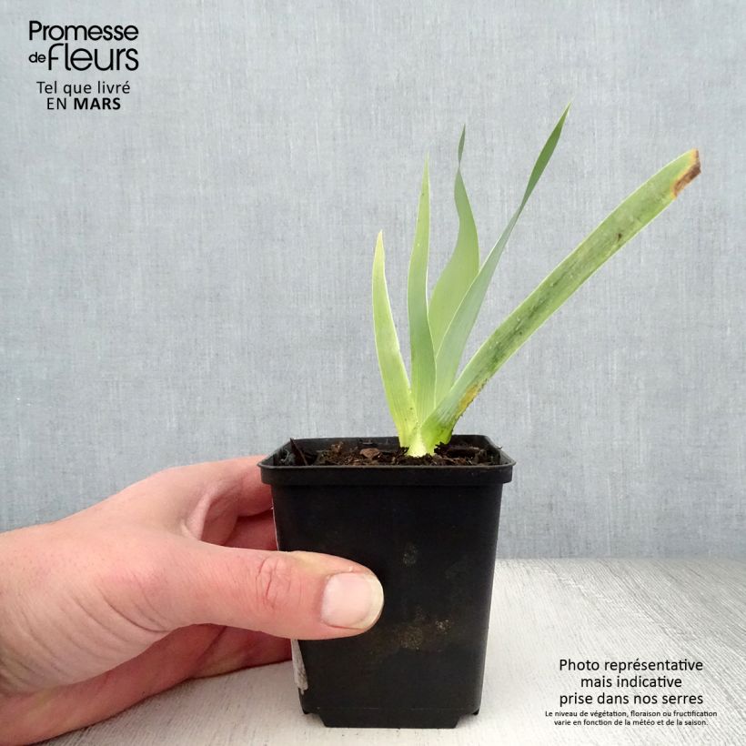 Amostra de Iris germanica Robe du soir Vaso de 8/9 cm tal como entregue na primavera