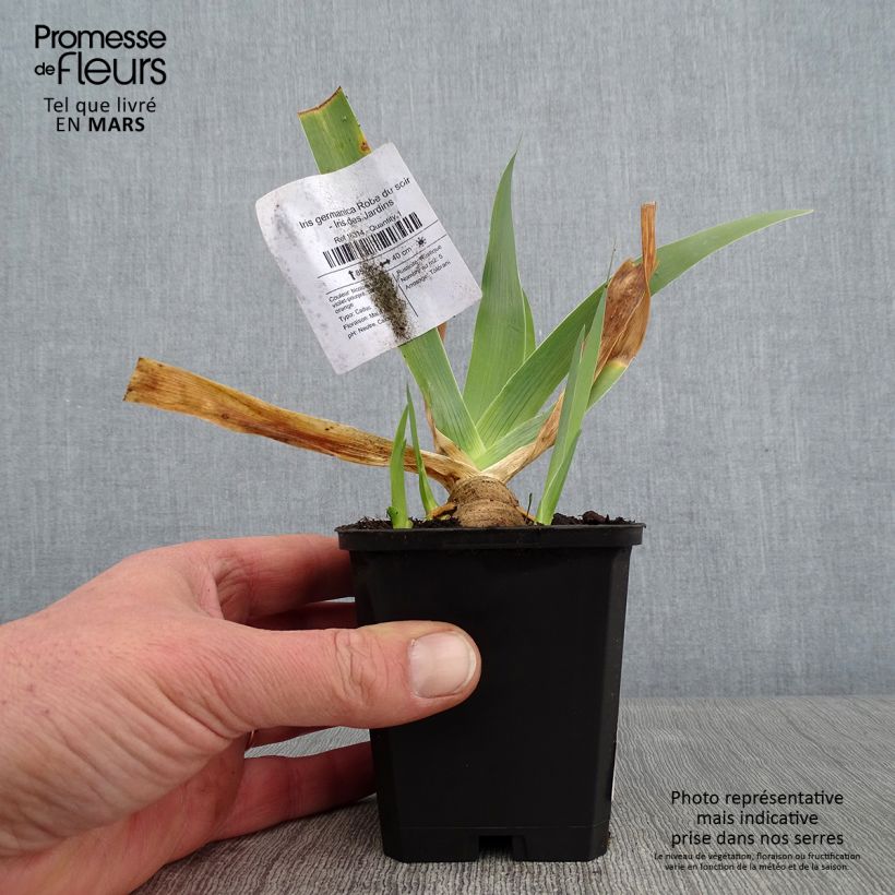 Amostra de Iris germanica Robe du soir - Iris des Jardins Vaso de 8/9 cm tal como entregue no inverno