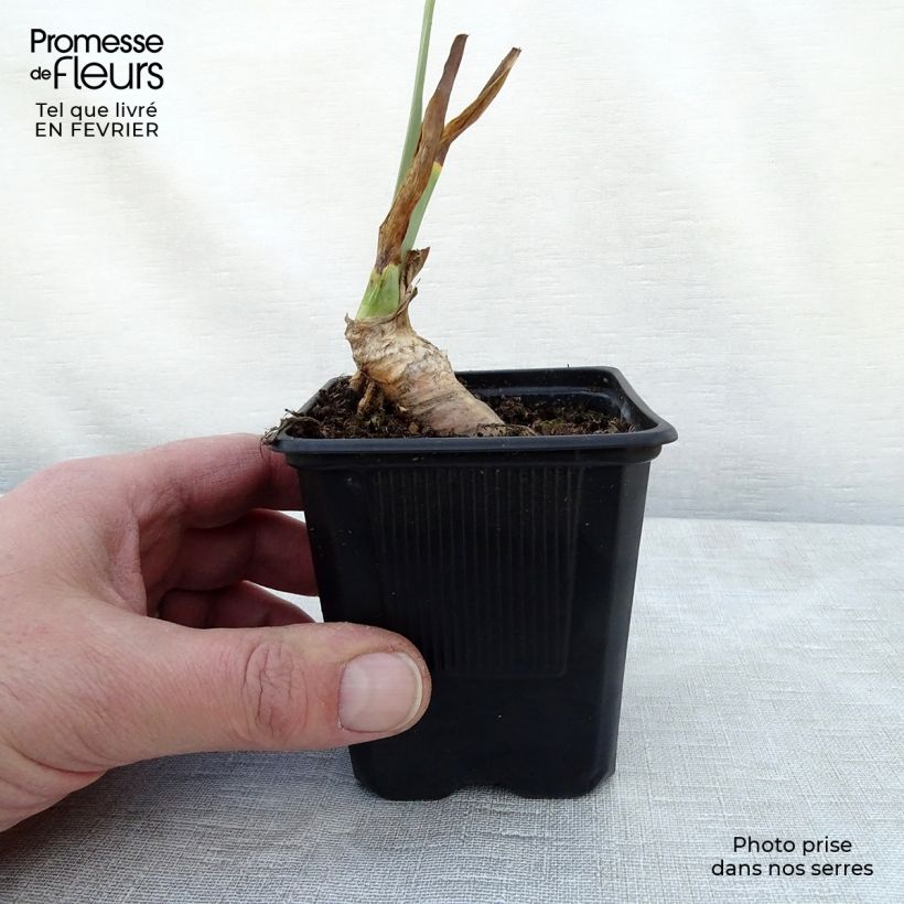 Amostra de Iris germanica Rosalie Figge - Iris des Jardins Vaso de 8/9 cm tal como entregue no inverno