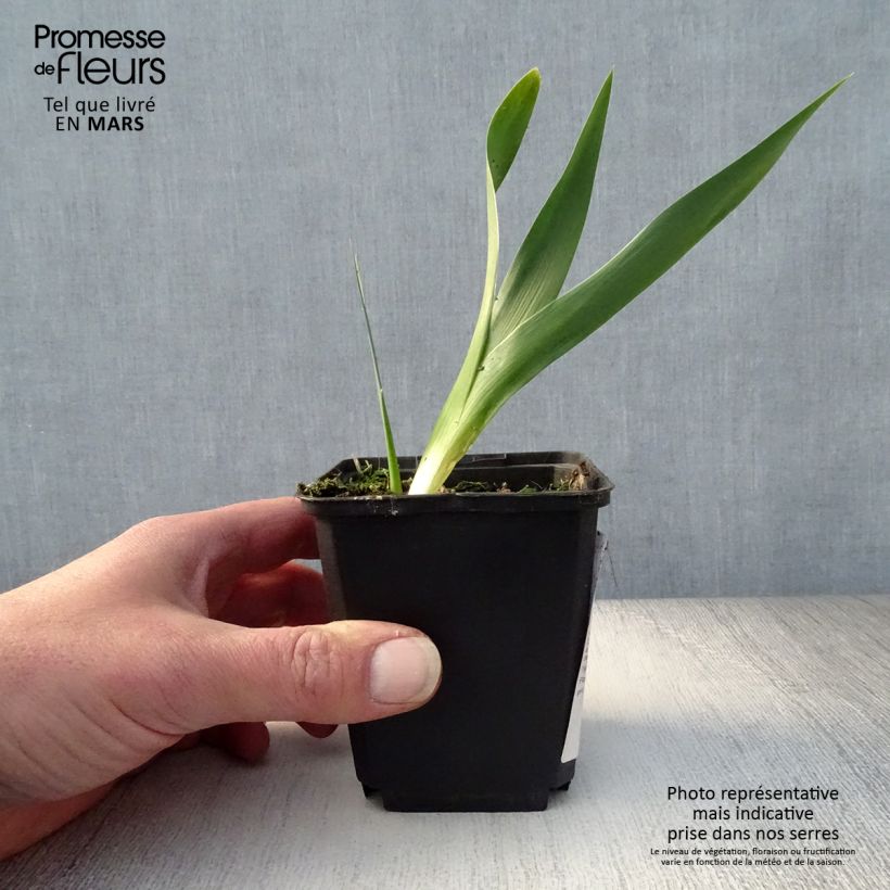 Amostra de Iris germanica Rouge de Plaisir Rizoma, calibre 10/15, qualidade extra tal como entregue na primavera